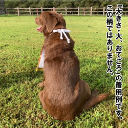 【おてごろ・大】ワンちゃん化粧まわし《銀の青海波と鶴》【名入れOK】 14枚目の画像