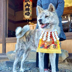 【おてごろ・大】ワンちゃん化粧まわし《色彩豊かな薬玉・青》【名入れOK】 20枚目の画像