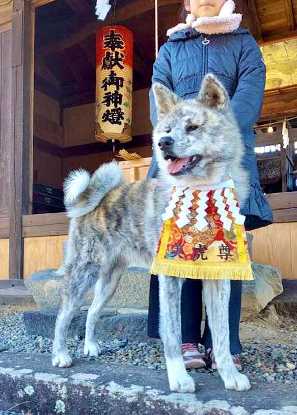 【おてごろ・大】ワンちゃん化粧まわし《色彩豊かな薬玉・青》【名入れOK】 20枚目の画像