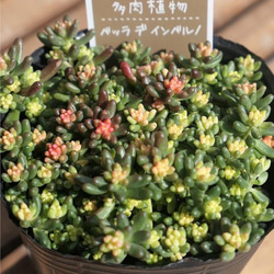 カット苗　朧月 多肉植物 朧月 カット苗 1株 多肉植物 jt-dreams 通販 14311257