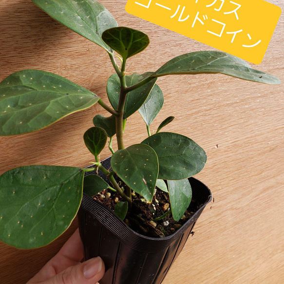 第4種郵便だから安い❗フィカスゴールドコイン観葉植物 その他 
