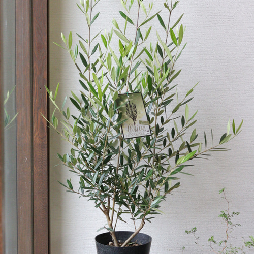 【2】ひまり 様 ♡foresttile ♡ 弘益 衝立 ついたて 杉 折り畳み ルーバー ブラインド 町屋風 古