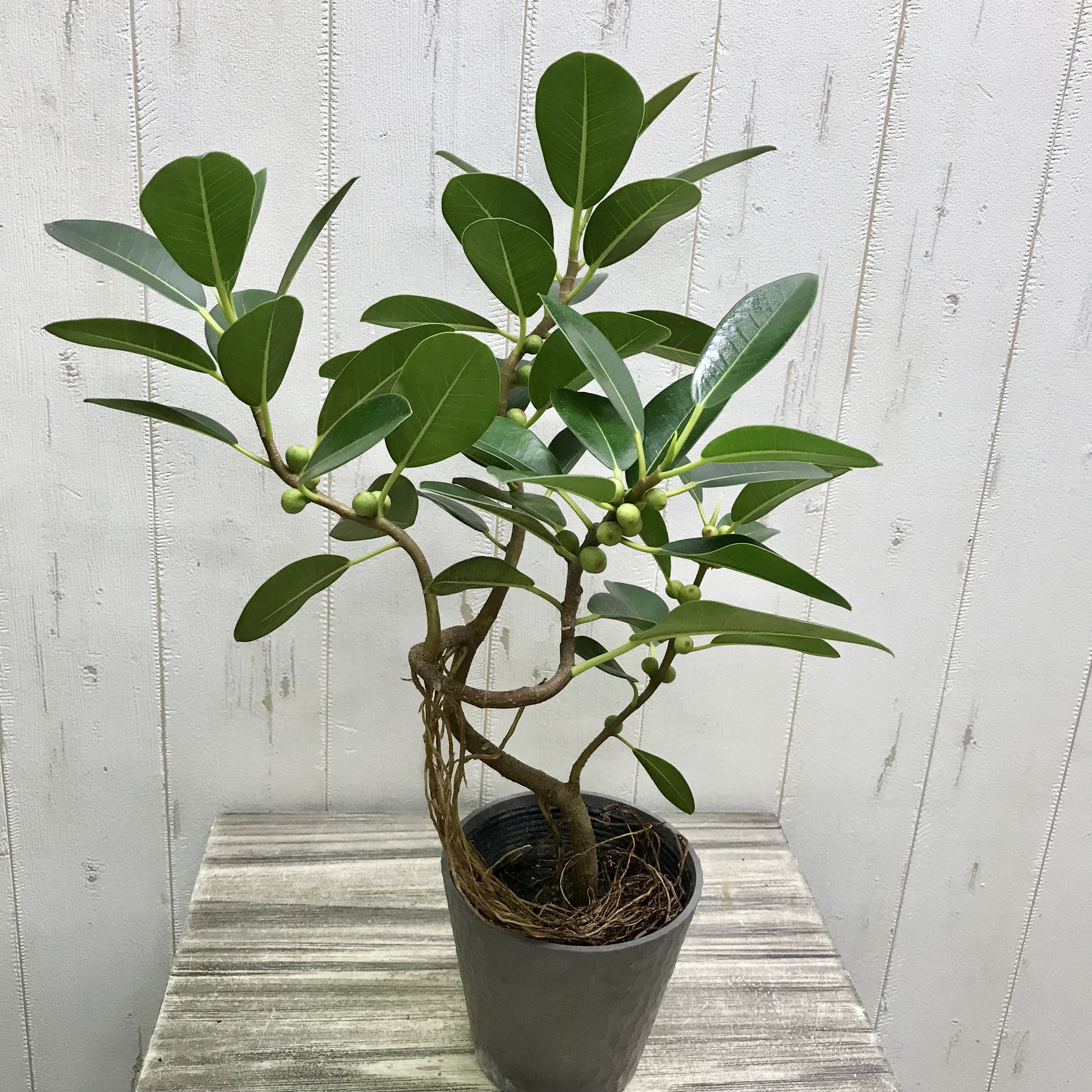 フランスゴム　リビングサイズ　no15 フランスゴムの木 ノーマル | 観葉植物 | 送料無料でお届け