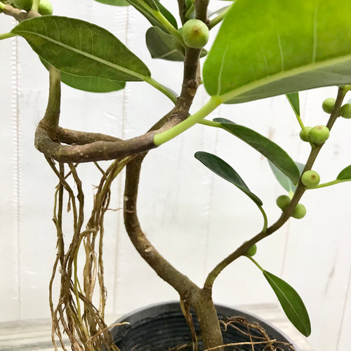 実付き♪ 厳選樹形！ フランスゴムの木 3.5号 その他インテリア雑貨