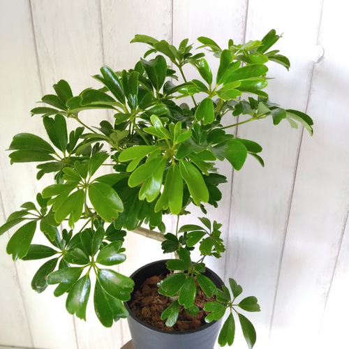 現品】シェフレラ・ホンコン【レナータ】曲がり 樹形綺麗観葉植物 高級