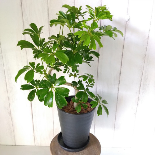 ☆シェフレラ レナータ♪ 96cm 7号♪ ボリューム◎ ☆シェフレラ レナータ♪ 96cm 7号♪ ボリューム◎ - メルカリ