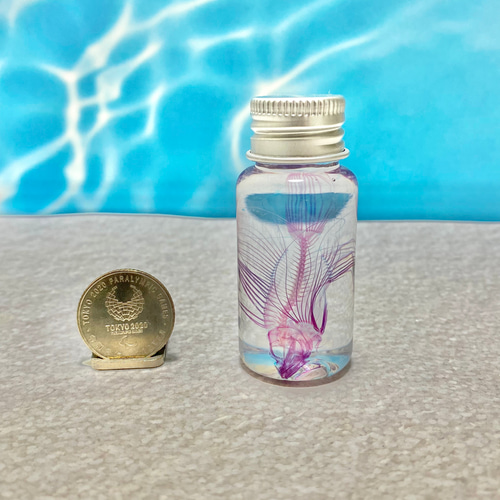 レア】透明標本(ミノカサゴ 全長約50mm) (良品) その他インテリア雑貨