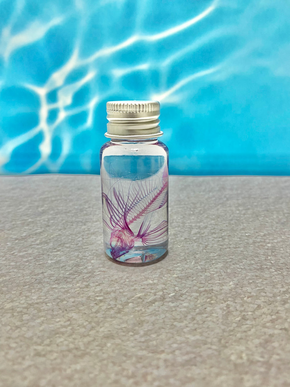 レア】透明標本(ミノカサゴ 全長約50mm) (良品) その他インテリア雑貨