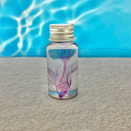 レア】透明標本(ミノカサゴ 全長約50mm) (良品) その他インテリア雑貨