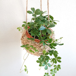 ○数量限定○新作○ ”パーセノシッサス シュガーバイン ネスト