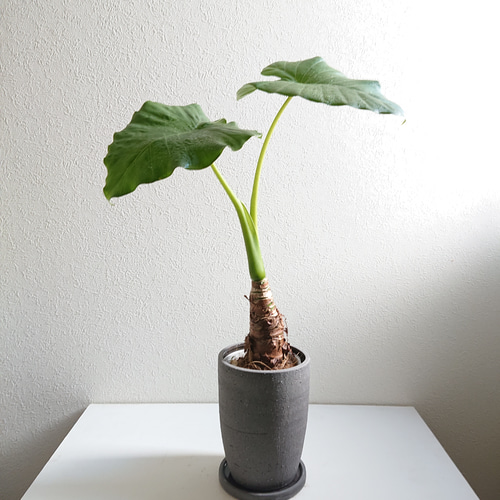 アロカシア11種類セット アロカシア 13種セット アロカシア 13種セット