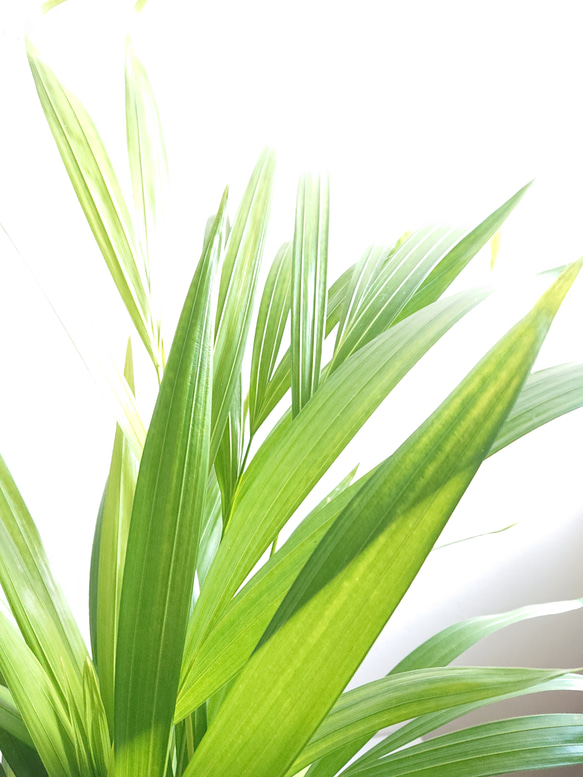 ●数量限定●新作●人気品種　美葉　”アレカヤシ　セラアートロング鉢セット”　観葉植物　インテリア　プレゼント　ギフト 4枚目の画像