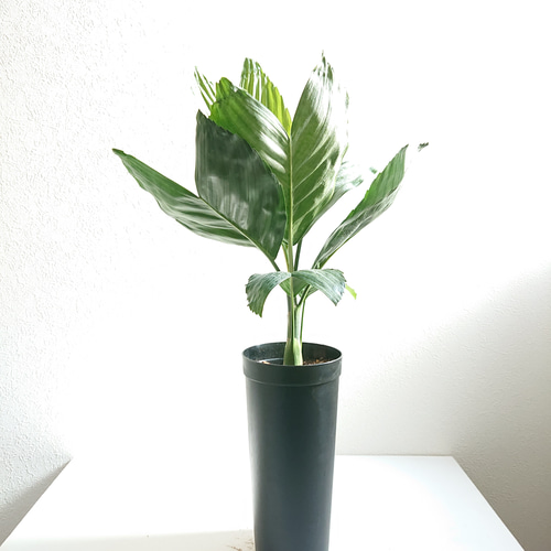 ○数量限定○新作○希少種 美葉 ”チャメドレア テネラ セラアート