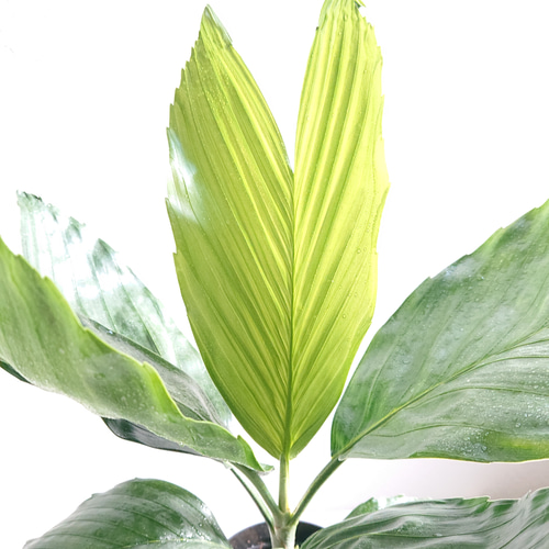 ○数量限定○新作○希少種 美葉 ”チャメドレア テネラ セラアート