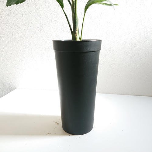 ○数量限定○新作○希少種 美葉 ”チャメドレア テネラ セラアート