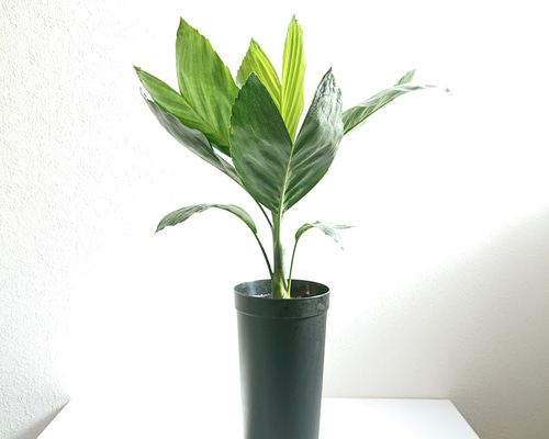 ヤシ科 希少 工場 (現品) チャメドレア テネラ モダンインテリア