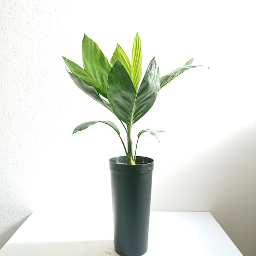 ○数量限定○新作○希少種 美葉 ”チャメドレア テネラ セラアート