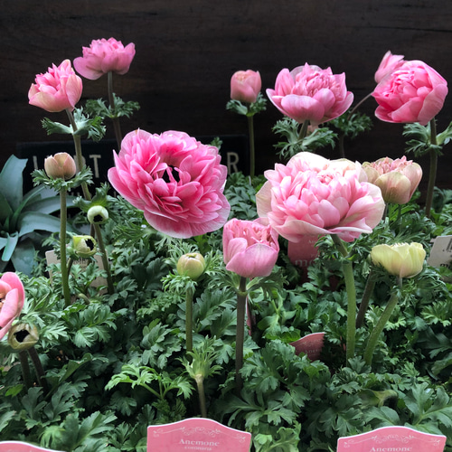 モモ♡八重咲き♡アネモネ♡ガーデニング アートフラワー パリ