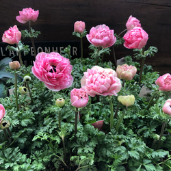 アグラオネマ♡ Aglaonema 「khan mak racha super red var. 」 アート