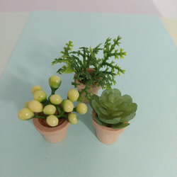 ミニチュア　観葉植物　② 2枚目の画像