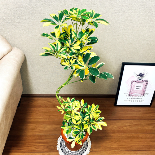 斑入り　シェフレラ　ハッピーイエロー　S字仕立て　陶器鉢　植え込み発送 斑入り シェフレラ ハッピーイエロー S字仕立て 陶器鉢 植え込み