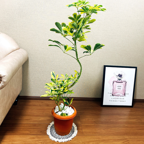 斑入り　シェフレラ　ハッピーイエロー　S字仕立て　陶器鉢　植え込み発送 斑入り シェフレラ ハッピーイエロー S字仕立て 陶器鉢 植え込み発送