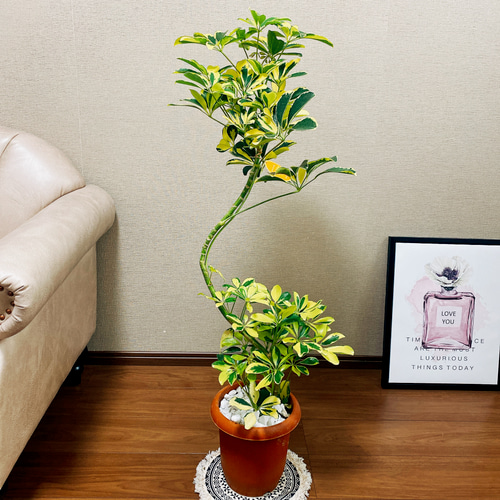 斑入り　シェフレラ　ハッピーイエロー　S字仕立て　陶器鉢　植え込み発送 斑入り シェフレラ ハッピーイエロー S字仕立て 陶器鉢 植え込み