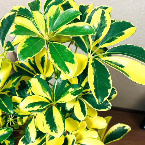 現品］ハッピーになれるかも？！ シェフレラ ハッピーイエロー 斑入り