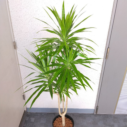 現品】希少種 ドラセナ【ナビー】 大型観葉植物 高級セラアート