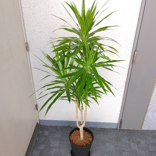 現品】希少種 ドラセナ【ナビー】 大型観葉植物 高級セラアート鉢受皿