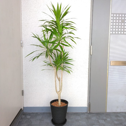 現品】希少種 ドラセナ【ナビー】 大型観葉植物 高級セラアート 現品】希少種 ドラセナ【ナビー】 大型観葉植物 高級セラアート