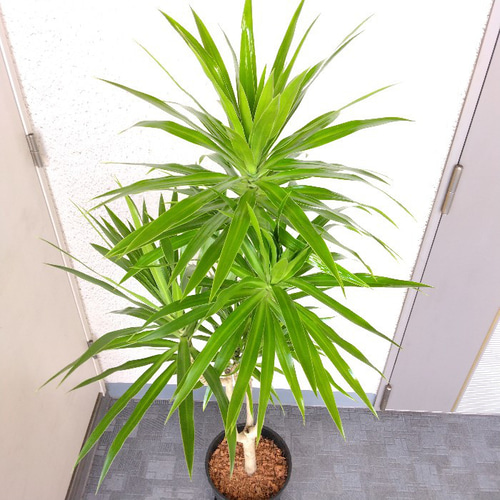 現品】希少種 ドラセナ【ナビー】 大型観葉植物 高級セラアート鉢受皿