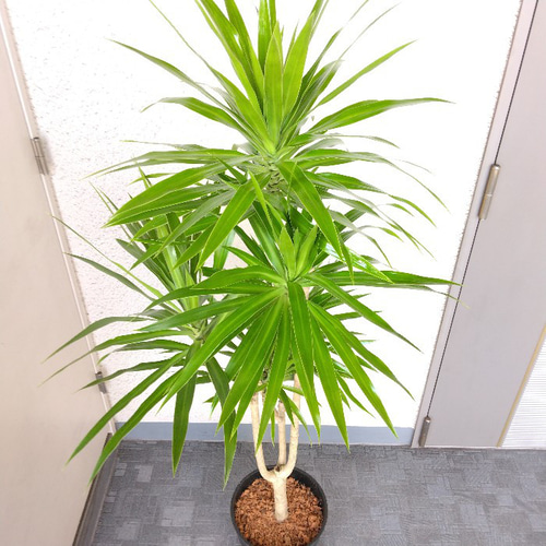 現品】希少種 ドラセナ【ナビー】 大型観葉植物 高級セラアート 現品】希少種 ドラセナ【ナビー】 大型観葉植物 高級セラアート