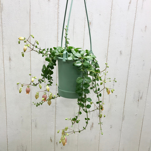 花芽付き♡ カランコエ フィフィ 3.5号吊り鉢 S その他インテリア雑貨