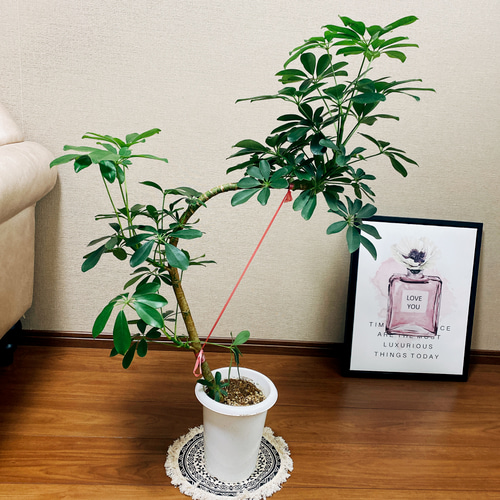 現品］シェフレラ カポック 観葉植物 室内 プラスチック鉢 おしゃれ