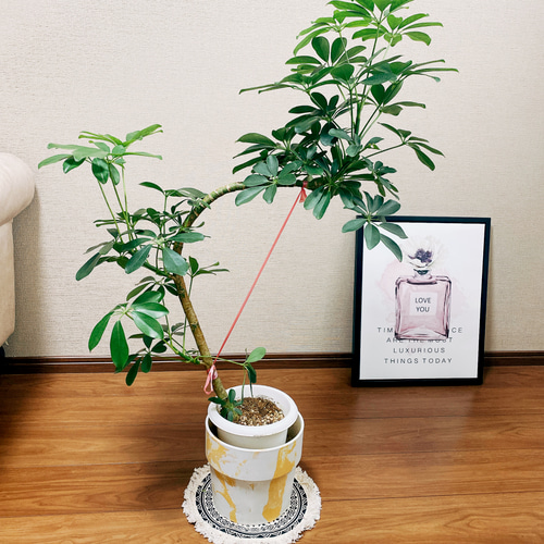 B級品/大型観葉植物】シャープな葉姿が可愛い♪シェフレラ（カポック