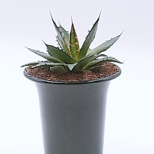 アガベ ホリダ 4号鉢 多肉植物 ハッチナーセリー 通販 15402362