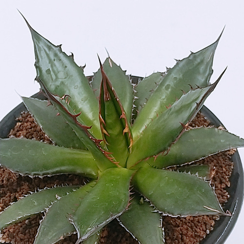 アガベ ホリダ 4号鉢 多肉植物 ハッチナーセリー 通販 15402362