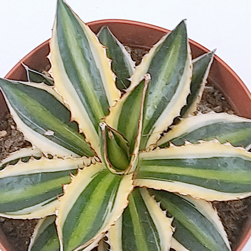 アガベ・五色万代 多肉植物 ハッチナーセリー 通販 15402408 アガベ・五色万代 多肉植物 ハッチナーセリー 通販 15402408