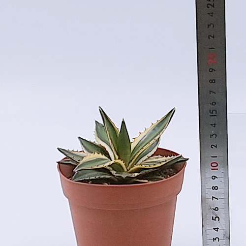 アガベ・五色万代 多肉植物 ハッチナーセリー 通販 15402408