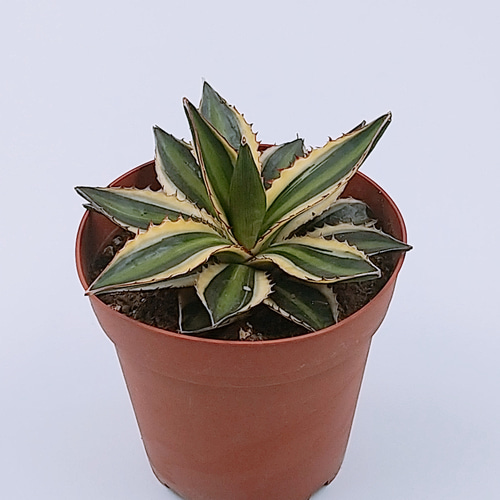 アガベ・五色万代 多肉植物 ハッチナーセリー 通販 15402408 アガベ・五色万代 多肉植物 ハッチナーセリー 通販 15402408