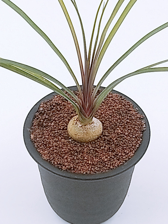 ボーカルネア レクルバータ 3号鉢 多肉植物 ハッチナーセリー 通販