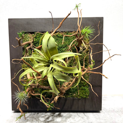 300 苔アート 苔テラリウム 食虫植物 ウツボカズラ 完成品 テラリウム