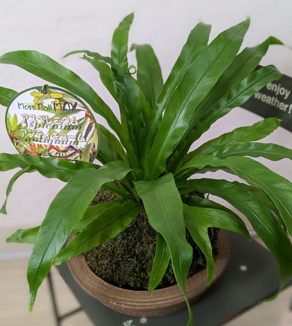 新品　苔玉　アスペルニウム アンティキューム　入れ物は付きません 苔玉 アスペレニウム アンティキューム タニワタリ その他インテリア