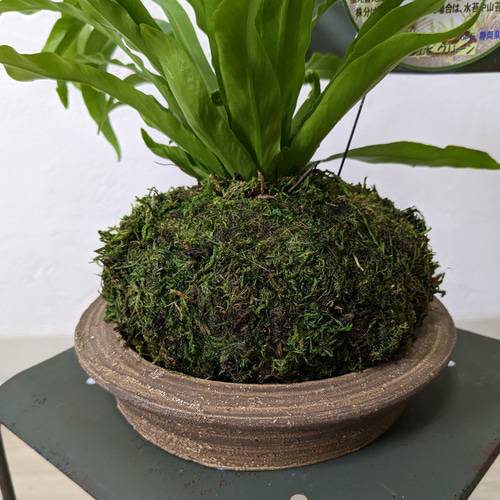 新品　苔玉　アスペルニウム アンティキューム　入れ物は付きません 苔玉 アスペレニウム アンティキューム タニワタリ その他インテリア