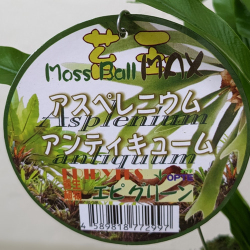 新品　苔玉　アスペルニウム アンティキューム　入れ物は付きません 苔玉 アスペレニウム アンティキューム タニワタリ その他インテリア