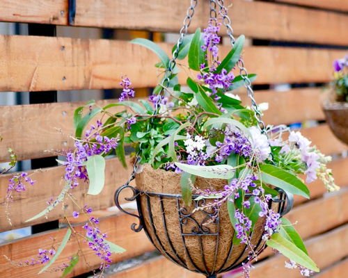 アンティークカラーの大きなバスケット★寄せ植え Amazon｜「花うるる アイビーの壁掛け寄せ植えバスケット」(04