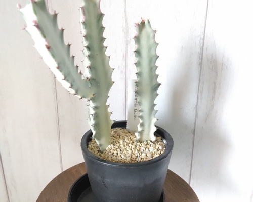 ［現品］【希少】2番　ユーフォルビア　ホワイトゴースト　7号　観葉植物　レア 現品］【希少】2番 ユーフォルビア ホワイトゴースト 7号 観葉