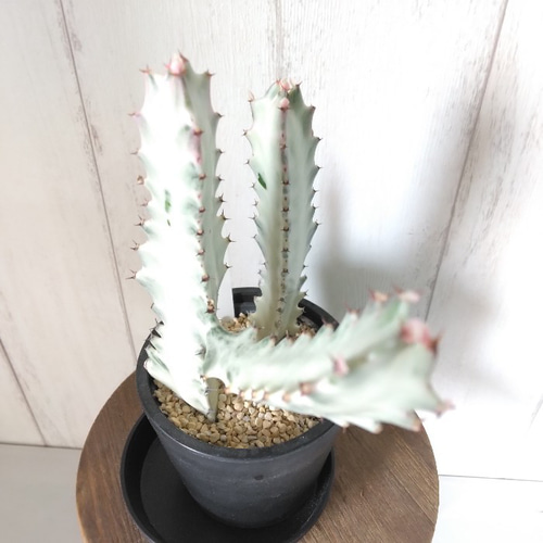 現品】人気の希少種レア ②ユーフォルビア【ホワイトゴースト】 白い