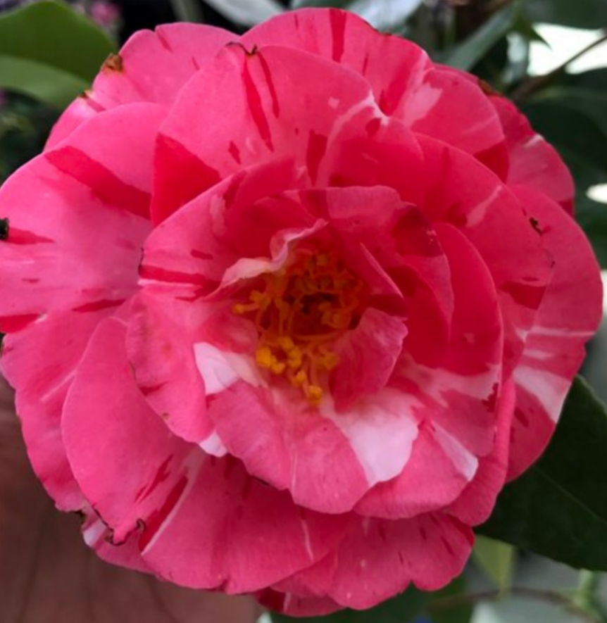 椿【百道の日暮】成木になると枝ごとに咲分ける 絞りも入る美しい椿     赤が強く出る咲き分け 大苗